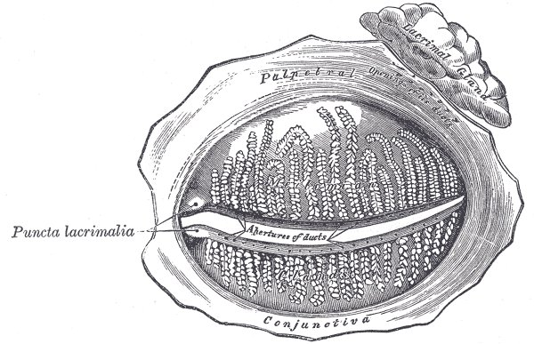 Planche anatomique ancienne montrant la glande lacrymale et les voies d'évacuation des larmes