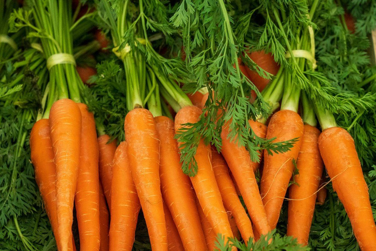 Bottes de carottes aux fanes vertes alignées sur un étal