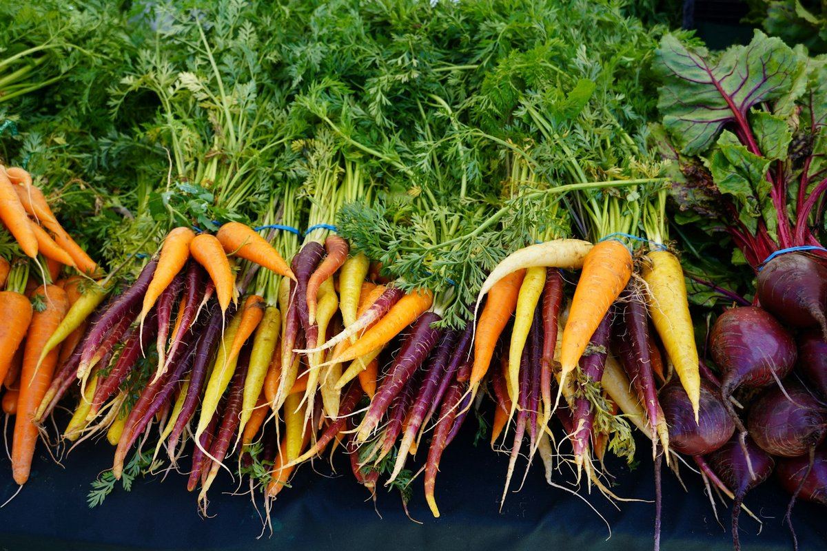 Carottes de couleurs et betteraves en bottes sur un étal